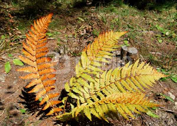 Die ersten Herbsttage sind da