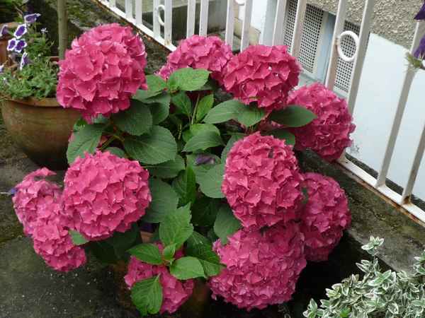 Schöne  Blumen