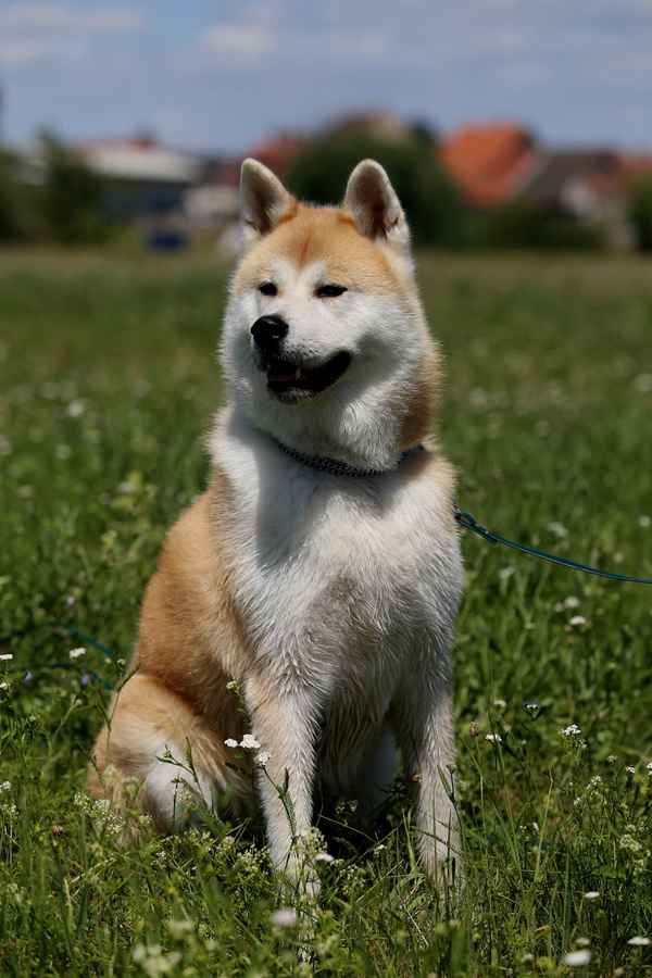 Akita-Inu
