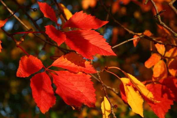 Herbstfarbene Teil 2