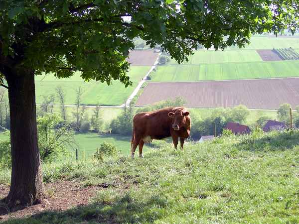 Kuh auf der Weide