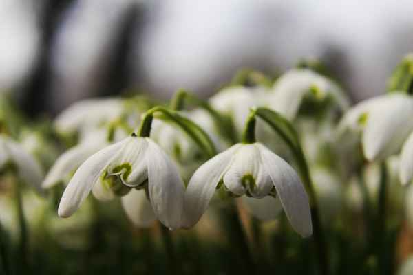 Frühling in Muenchen 6 - Frühlingspärchen