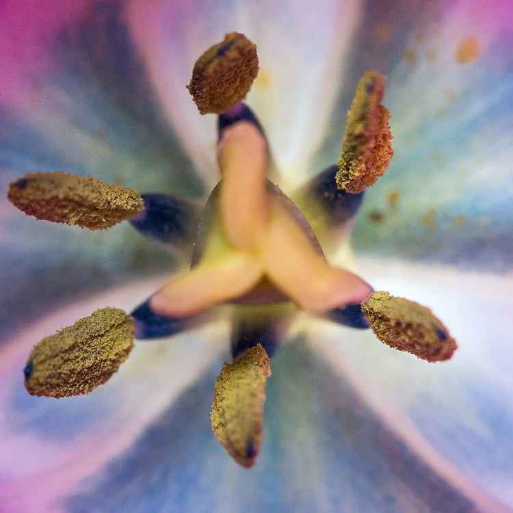 Tulpe II