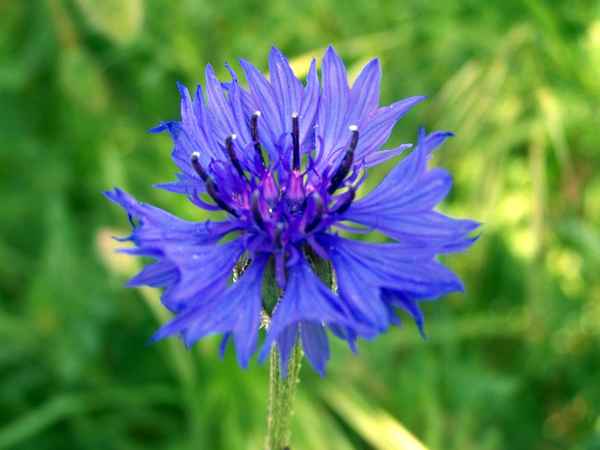 Kornblume 4