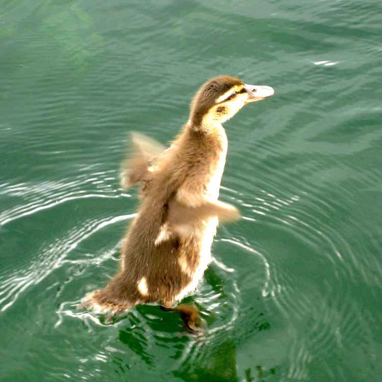 erster Schwimmversuch