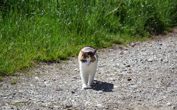Schmusetiger on tour 02