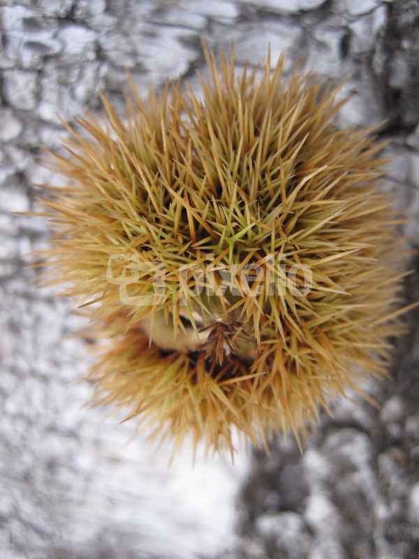 Kleiner Igel...?