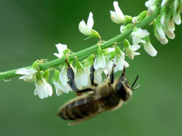 Biene