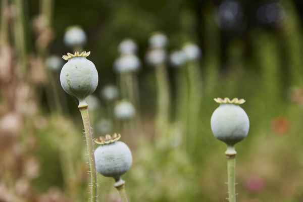 Mohnblumenkapseln / Foto: Alexander Hauk