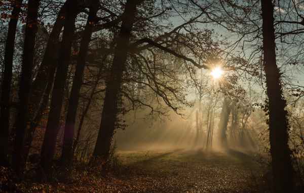 Sonnenaufgang am Waldrand...4...