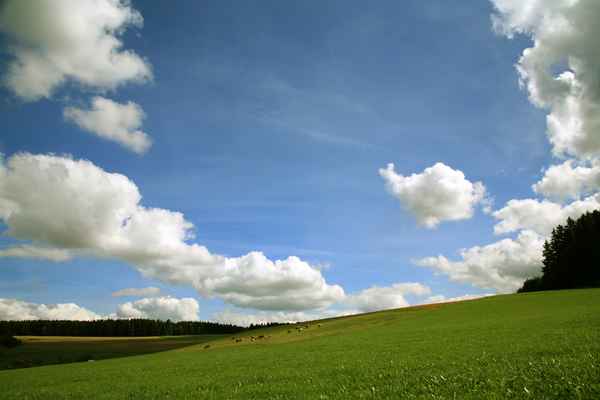 Weidelandschaft im Schwarzwald