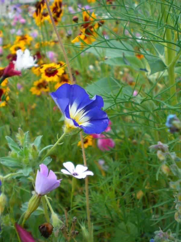 die blaue Kornblume