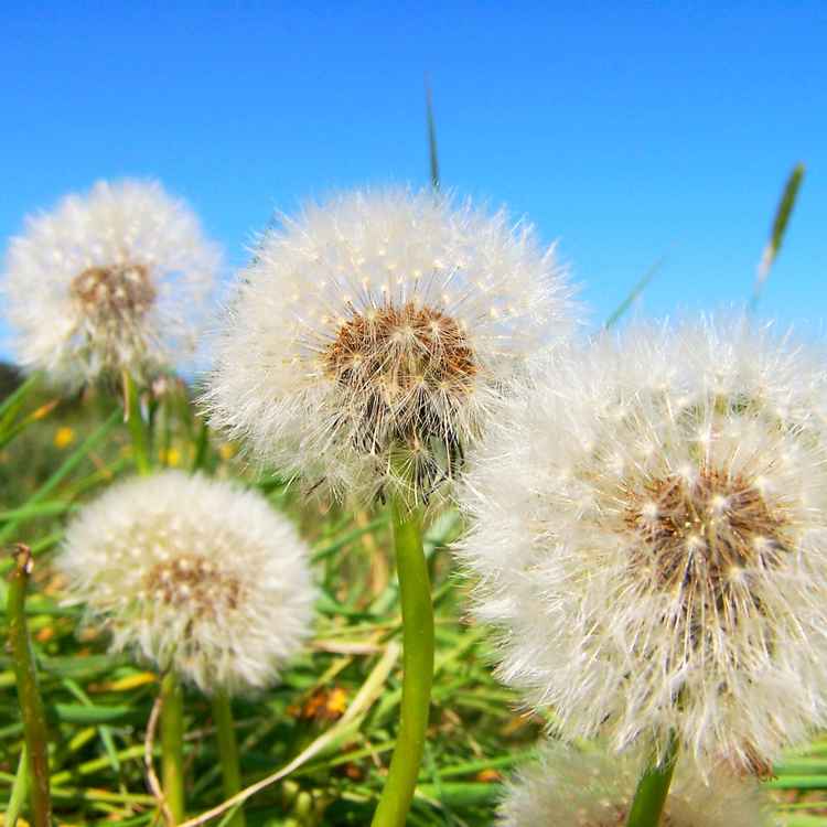 Pusteblumen