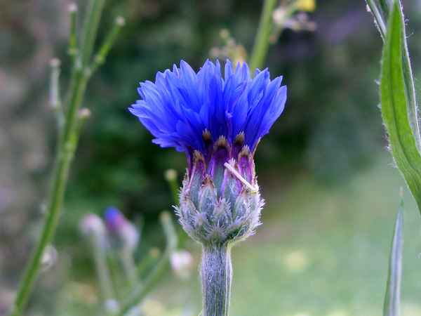 gleich stehe ich in voller blüte