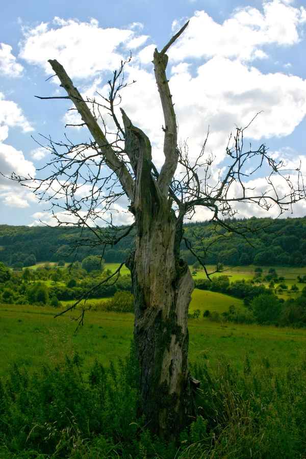 Toter Baum