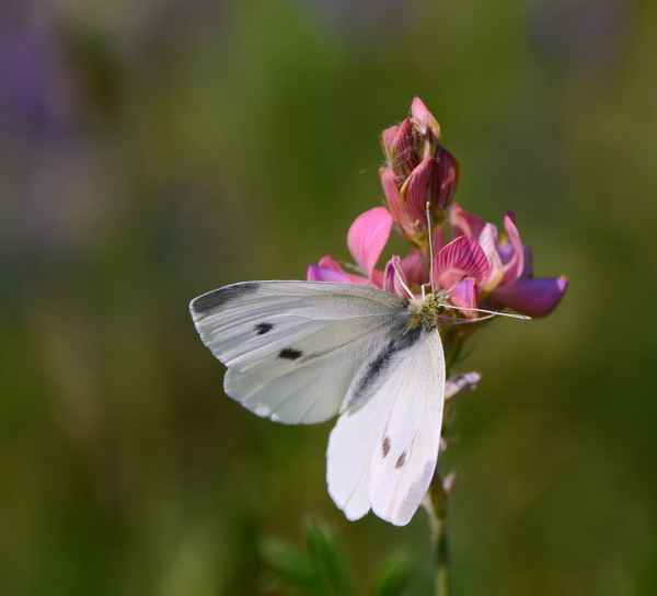 Weißling auf Esparsette