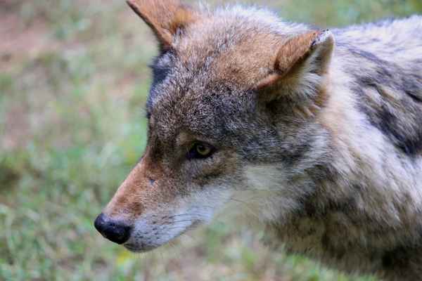 Europäischer Grauwolf