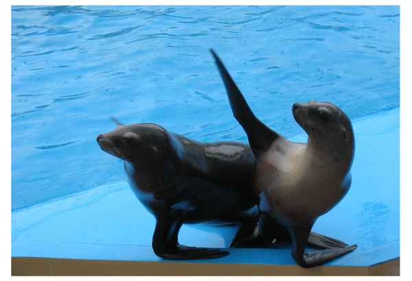 Seehunde winken Dir zu