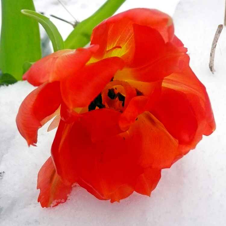 Tulpe im Schnee