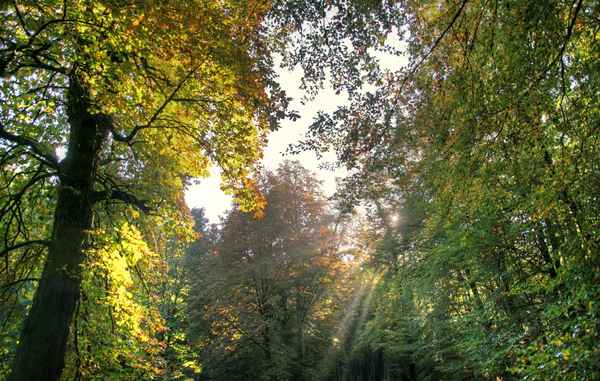 Ein schöner Tag im Herbst II
