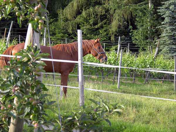 Pferd zwischen Obst, Wein und Wald