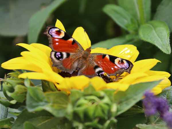 tagpfauenauge