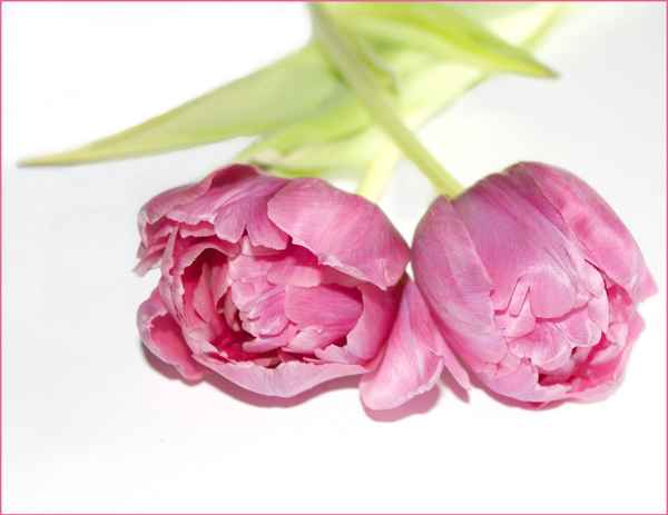SAG ES MIT BLUMEN IV