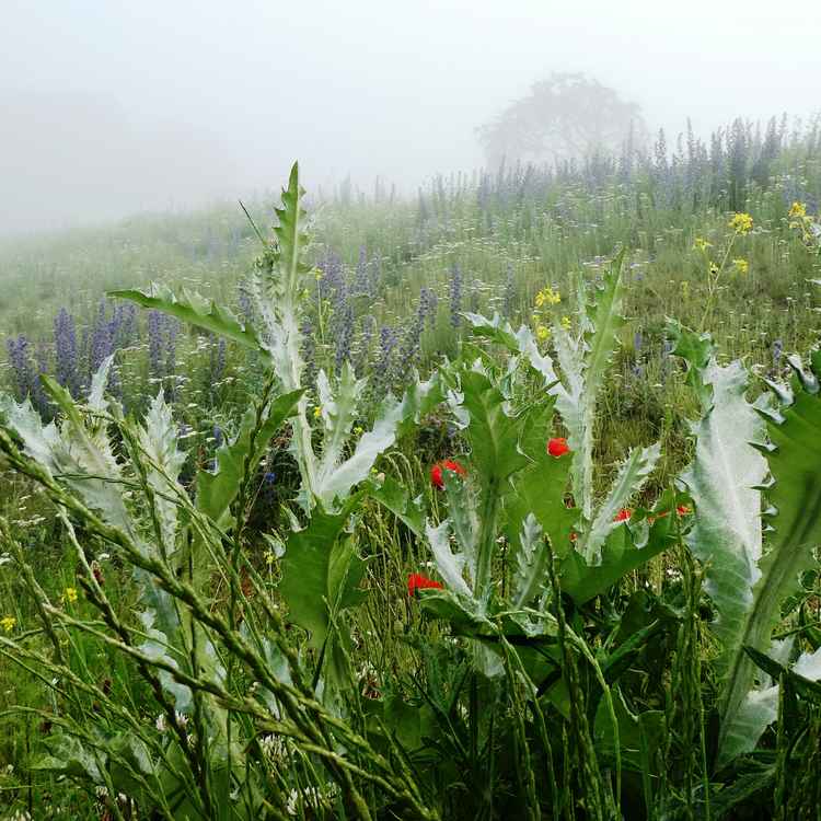 2. Jahr - neuer Deich im Nebel