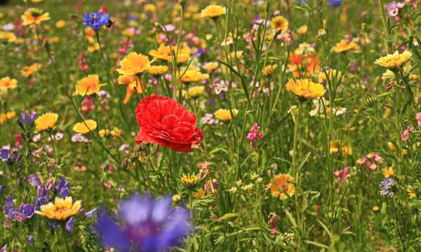 eine sommerblumenwiese 2