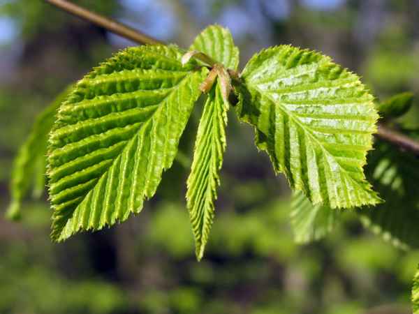 Frisches Grün-Buchenblatt