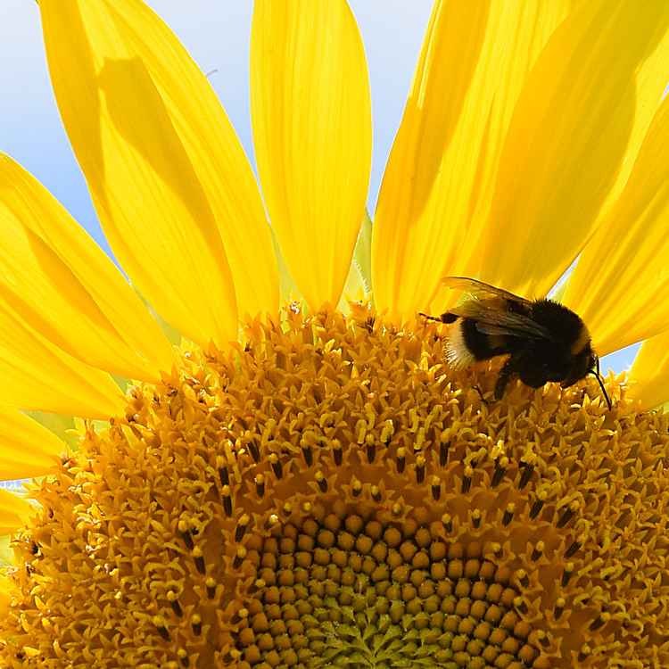 Sonnenblume und Hummel