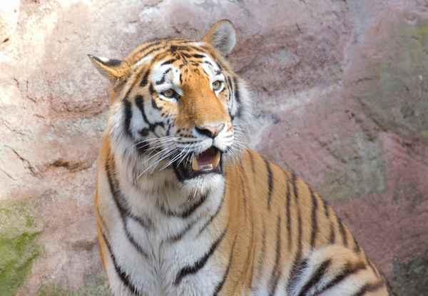 Samur der Tiger