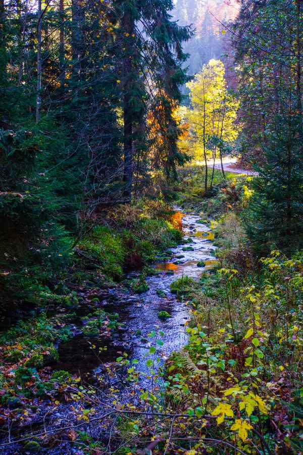 Bunter Schwarzwald-Herbst mit Bach