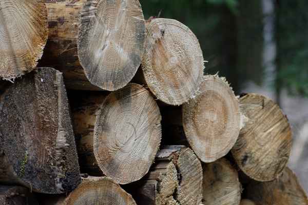 Das Holz im Wald