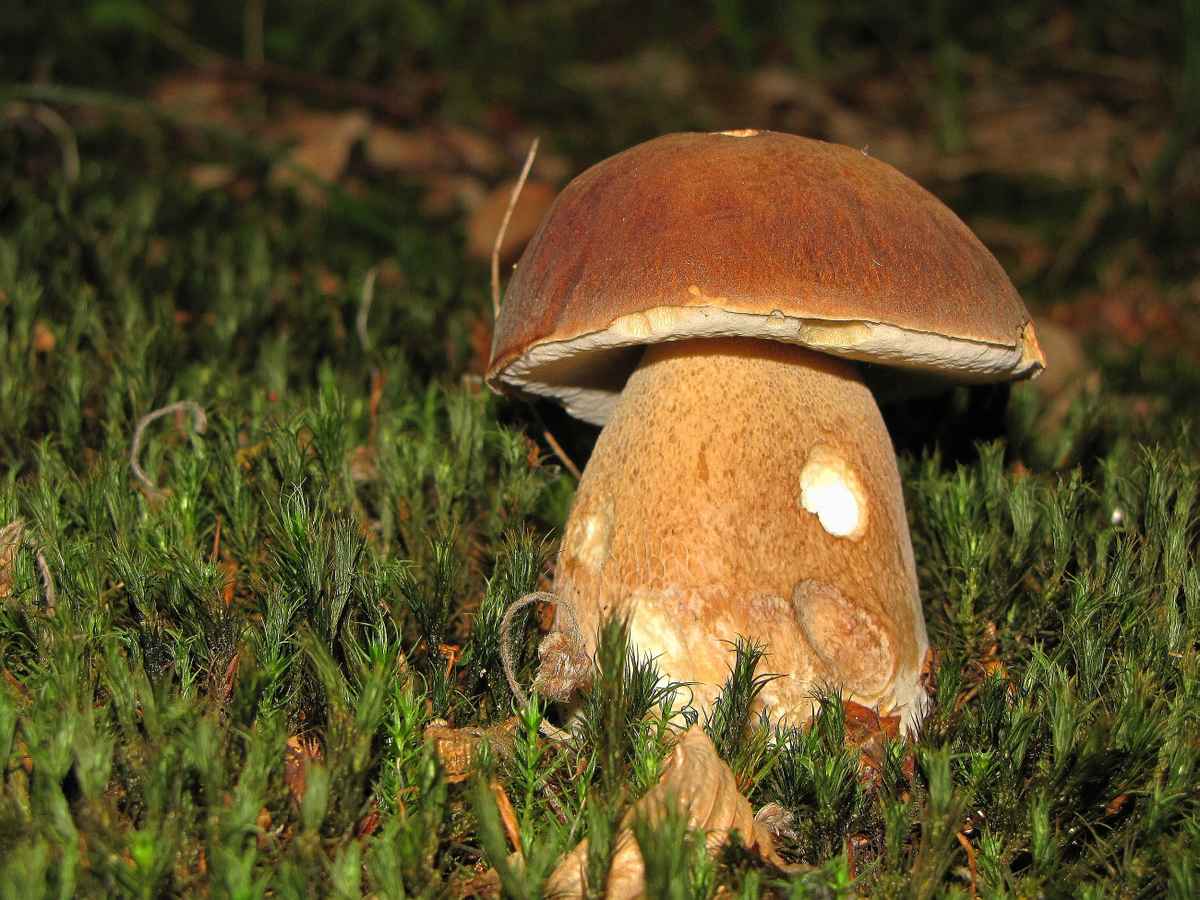 Sommersteinpilz (Boletus aestivalis)
