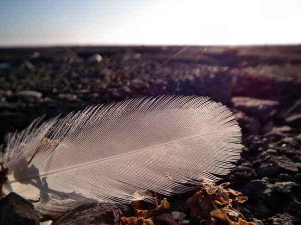 Feder leicht - federleicht