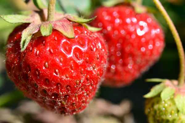Gartenerdbeeren