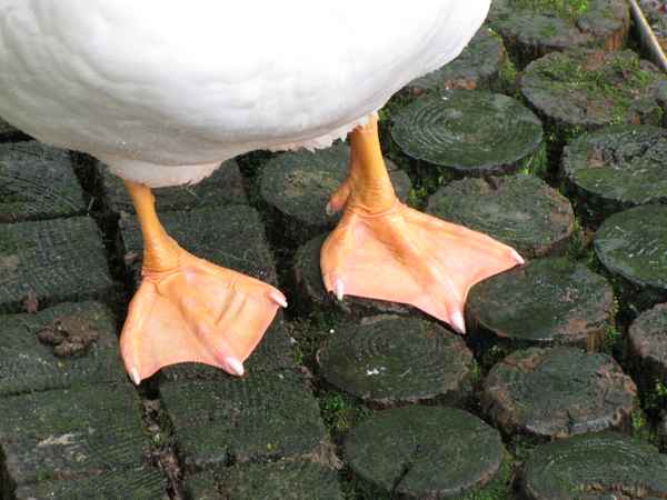Gänsefüßchen