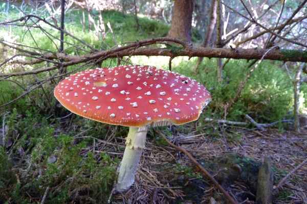 Fliegenpilz mit Moos