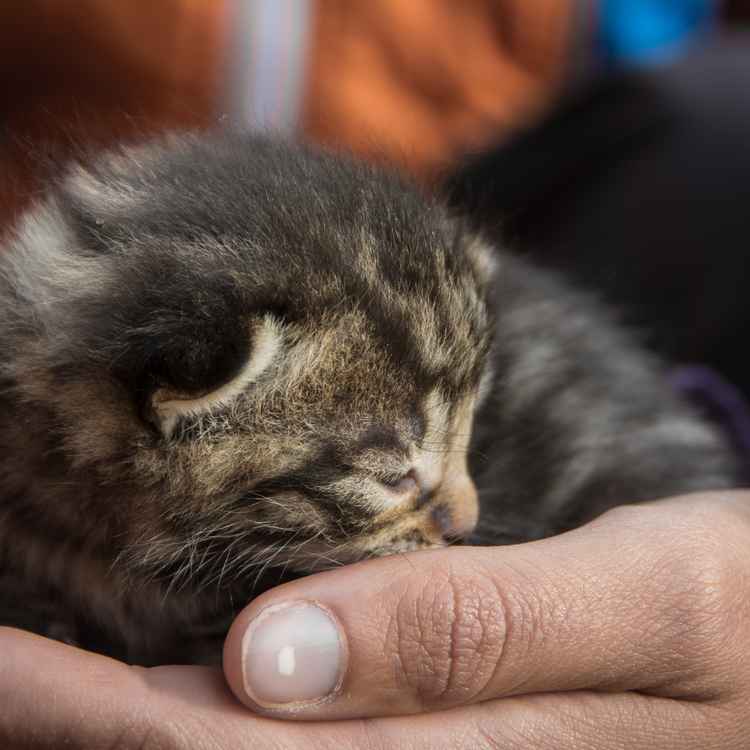 Geborgenheit für Katzenbaby