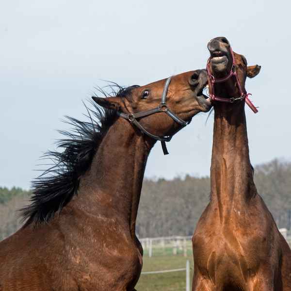 Kämpfende Hengste