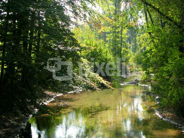 Feuchtgebiet Auenwald