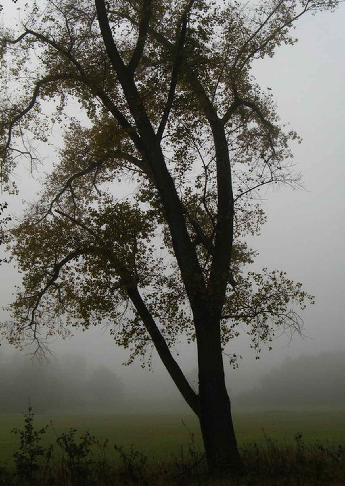 Herbstnebel