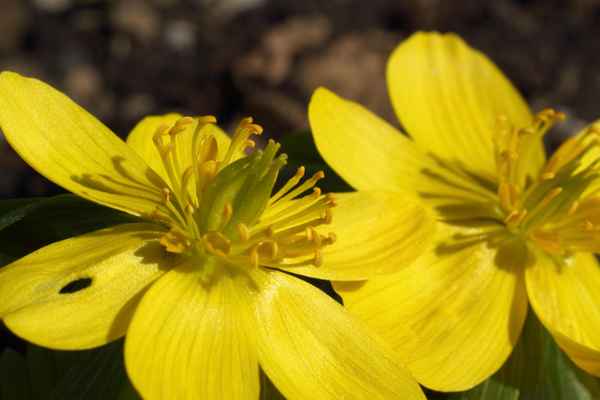 Gelbe Frühblüher I