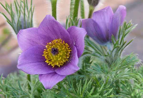 Küchenschelle (Pulsatilla vulgaris)