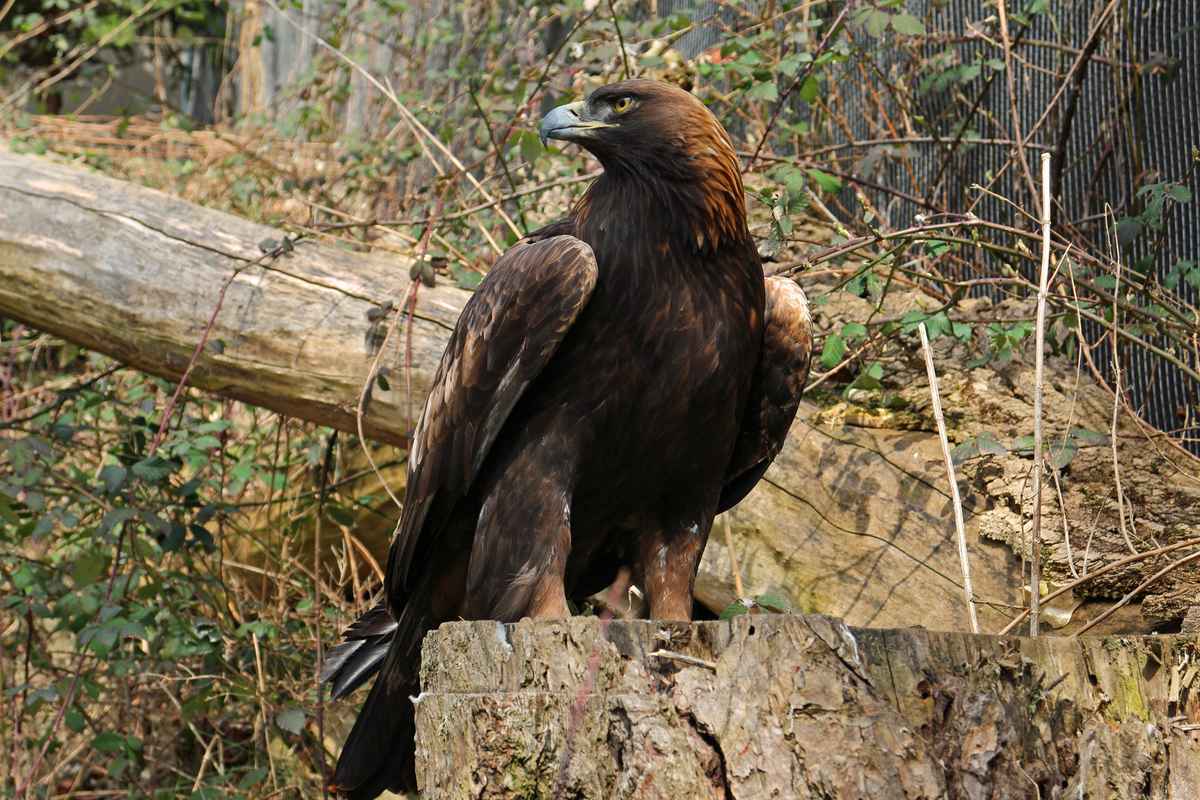 Steinadler