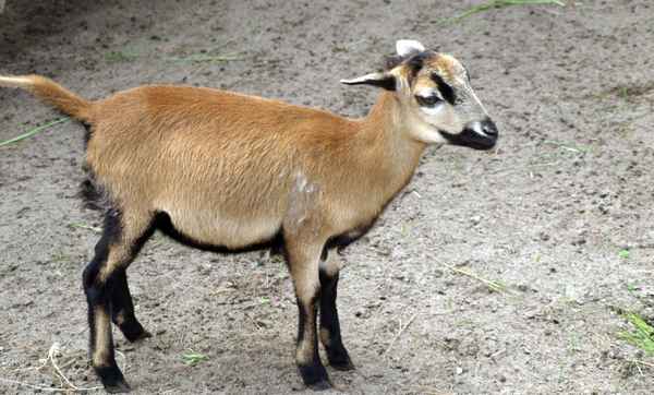 Ziege junior