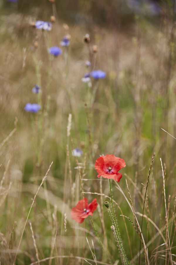 Frühlingsiwese mit Mohnblumen / Foto: Alexander Hauk