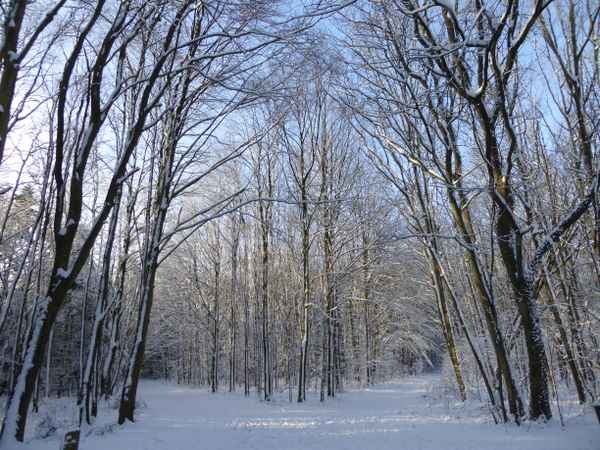 Winterwald