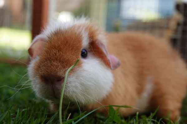 Meerschweinchen US Teddy